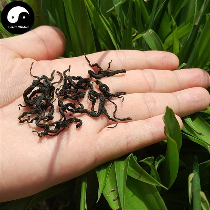 Du Zhong Ye Cha 杜仲葉茶, Folium Eucommiae Ulmoides, Gutta Leaf Tea