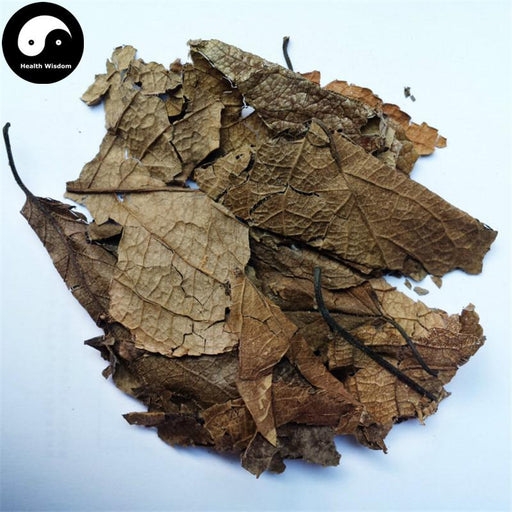 Du Zhong Ye 杜仲葉, Folium Eucommiae Ulmoides, Gutta Leaf-Health Wisdom™