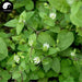 E Chang Cao 鵝腸草, Aquatic Malachium Herb, Herba Malachii Aquatici