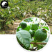 Fan Shi Liu Gan 番石榴, Fructus Psidii Guajavae Immaturus, Immature fruit of guava