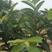 Fan Shi Liu Ye 番石榴叶, Guava Leaf Tea, Folium Psidii Guajavae-Health Wisdom™