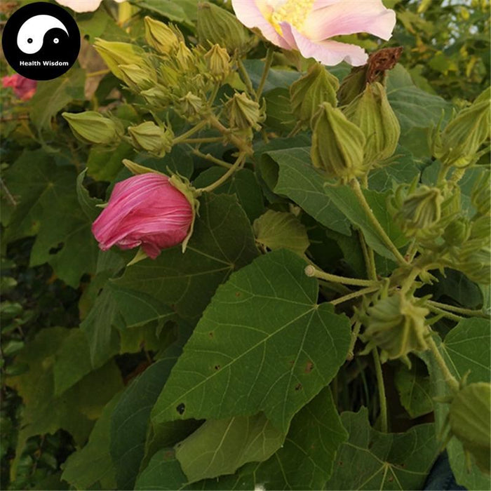 Fu Rong Ye 芙蓉葉, Cottonrose Hibiscus Leaf, Folium Hibisci Mutabilis-Health Wisdom™