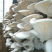 Fungi Bai Ling Gu 白灵菇, Pleurotus Nebrodensis, Gold Mushroom For Soup Food