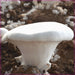 Fungi Bai Ling Gu 白灵菇, Pleurotus Nebrodensis, Gold Mushroom For Soup Food