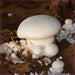 Fungi Bai Ling Gu 白灵菇, Pleurotus Nebrodensis, Gold Mushroom For Soup Food-Health Wisdom™