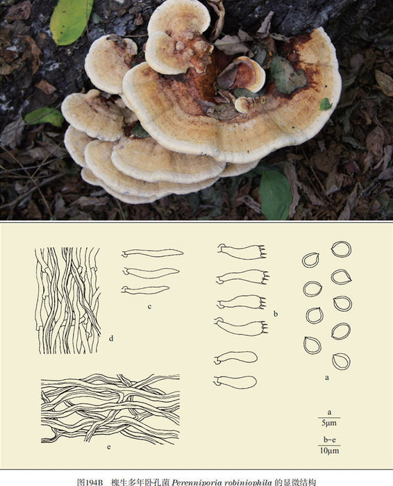 Fungi Huai Er 槐耳, Dried Trametes Robiniophila Mushroom TRM Huaier Huai'er Tea-Health Wisdom™