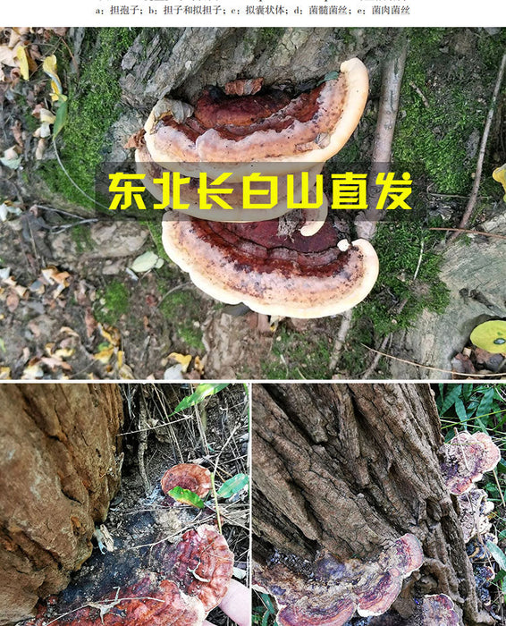 Fungi Huai Er 槐耳, Dried Trametes Robiniophila Mushroom TRM Huaier Huai'er Tea
