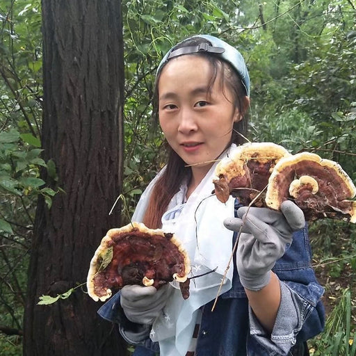 Fungi Huai Er 槐耳, Dried Trametes Robiniophila Mushroom TRM Huaier Huai'er Tea