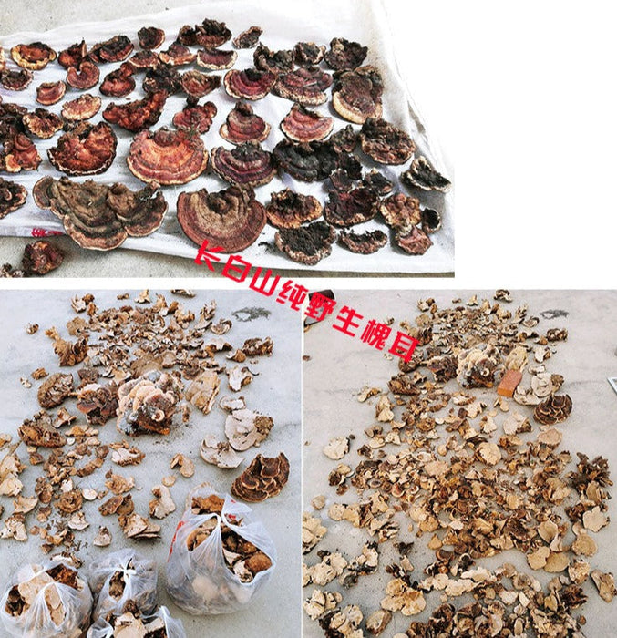 Fungi Huai Er 槐耳, Pure Trametes Robiniophila Mushroom Powder TRM Dried Huai'er Tea-Health Wisdom™