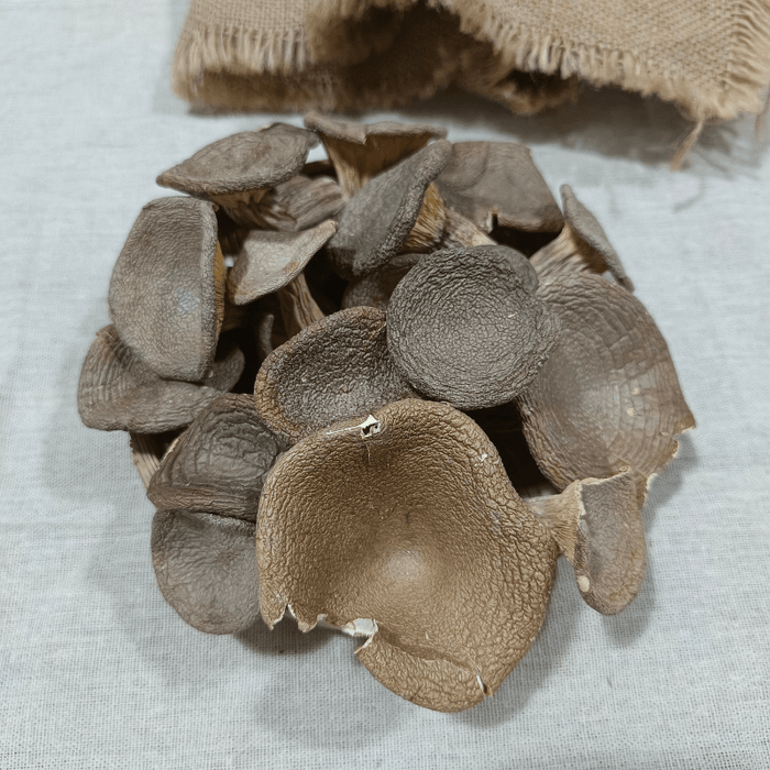 Fungus Hu Nai Gu 虎奶菇, Dried Pleurotus Tuber Regium Mushroom, Hu Nai Jun 虎奶菌-Health Wisdom™