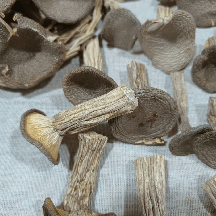Fungus Hu Nai Gu 虎奶菇, Dried Pleurotus Tuber Regium Mushroom, Hu Nai Jun 虎奶菌-Health Wisdom™