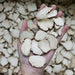 Fungus Hu Nai Jun 虎奶菌, Dried Pleurotus Tuber Regium Mushroom, Hu Nai Gu 虎奶菇-Health Wisdom™