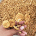Fungus Hua Zi 滑子菇, Dried Pholiota Nameko Mushroom For Food Soup-Health Wisdom™