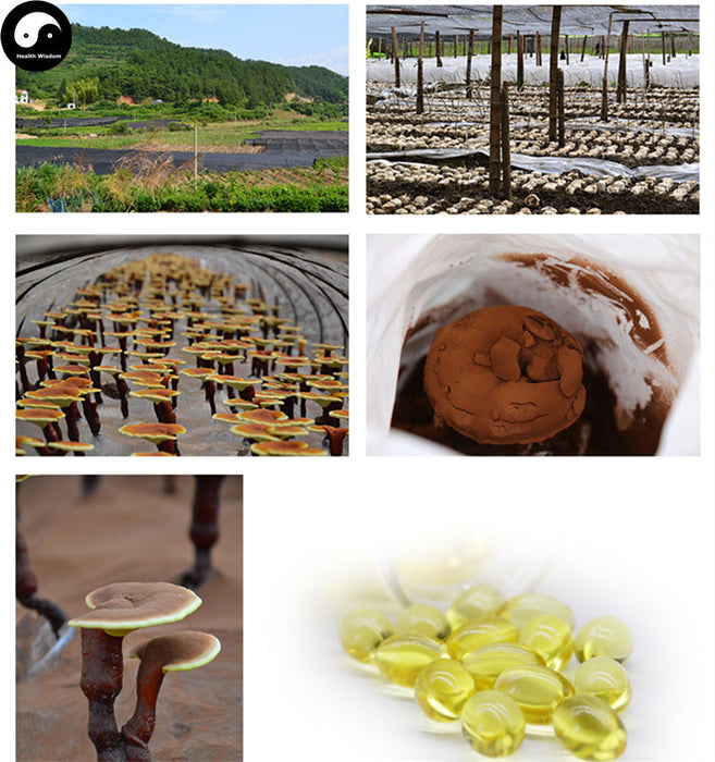 Ganoderma Lucidum Spore Oils, Reishi Mushroom Extract Oil, Ling Zhi Bao Zi You 灵芝孢子油