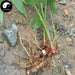 Gao Liang Jiang 高良姜, Rhizoma Alpiniae Officinarum, Lesser Galangal Rhizome