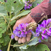 Ge Hua 葛花, Dried Lobed Kudzuvine Flower Tea, FIos Pueraria Lobata, Ge Gen Hua-Health Wisdom™