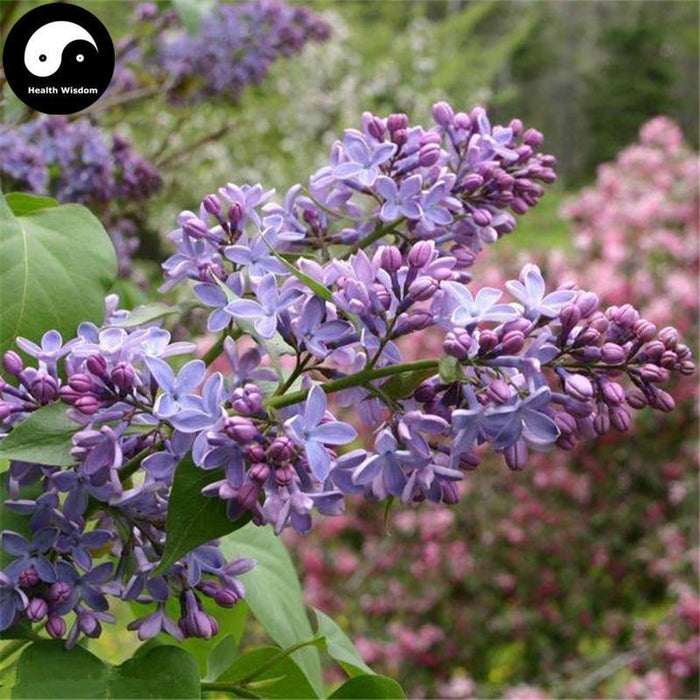 Gong Ding Xiang 公丁香, Flos Caryophylli, Clove Flower, Flos Syzygium Aromaticum-Health Wisdom™