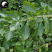 Gou Qi Ye 枸杞叶, Goji Leaf, Foliis Medlar, Wolfberry Tree Leaves, Boxthorn leaf, Folium Lycii-Health Wisdom™