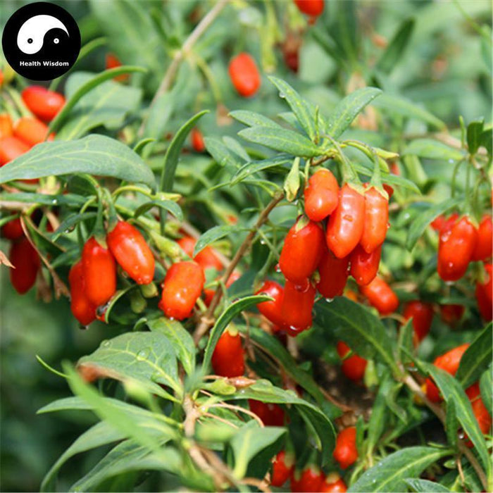 Gou Qi Zi 枸杞子, Fructus Lycii, Wolfberry Fruit, Goji Berries, Goqi-Health Wisdom™