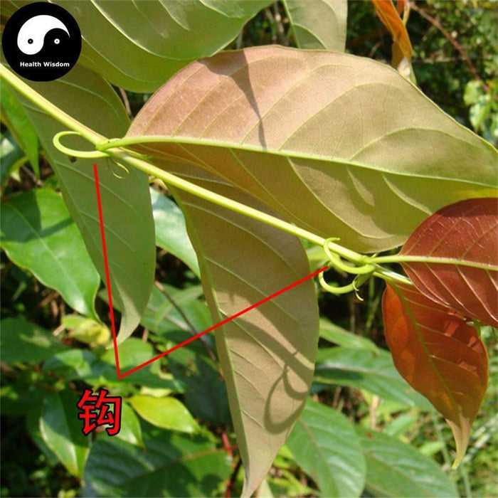 Gou Teng 鉤藤, Uncaria Rhynchophylla, Gambir Plant, Ramulus Uncariae Cum Uncis