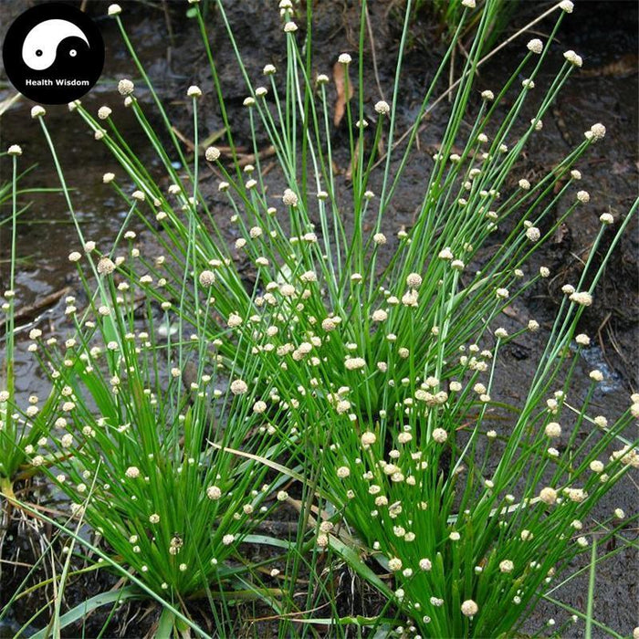 Gu Jing Cao 谷精草, Flos Eriocauli, Buerger Pipewort Flower-Health Wisdom™