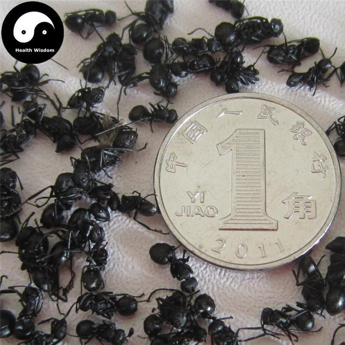 Guangxi Hei Ma Yi Fen 黑蚂蚁粉, Polyrachis Ants Powder, Black Ant, Animal Tonic-Health Wisdom™