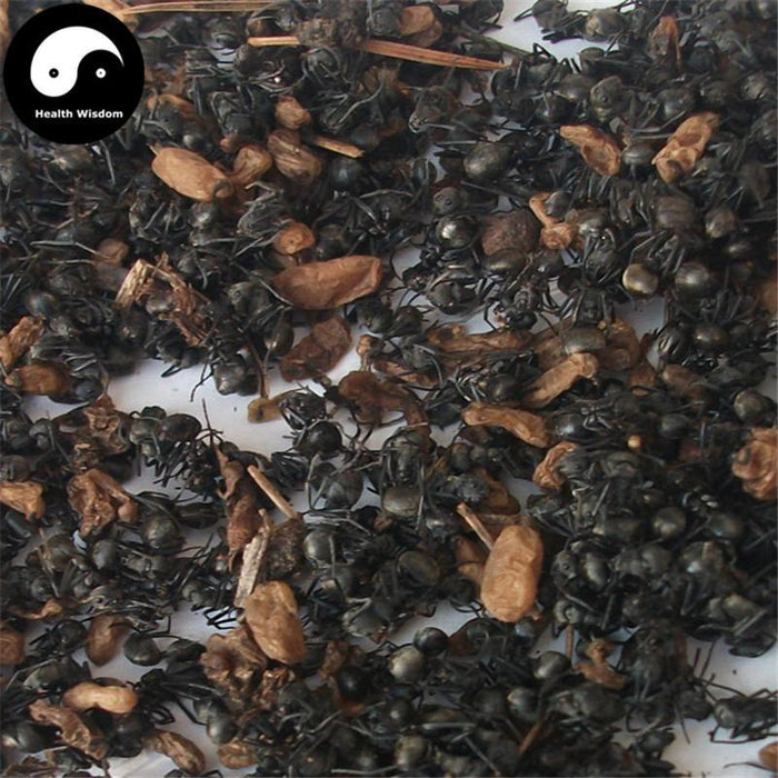 Guangxi Hei Ma Yi 黑蚂蚁, Polyrachis Ants, Black Ant, Animal Tonic-Health Wisdom™