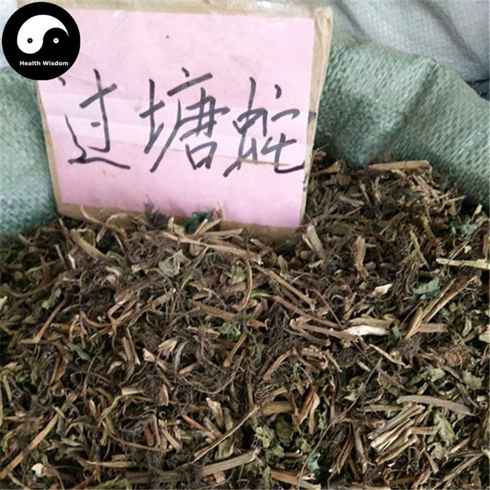 Guo Tang She 过塘蛇, Herba Ludwigia Adscendens, Guo Jiang Long-Health Wisdom™