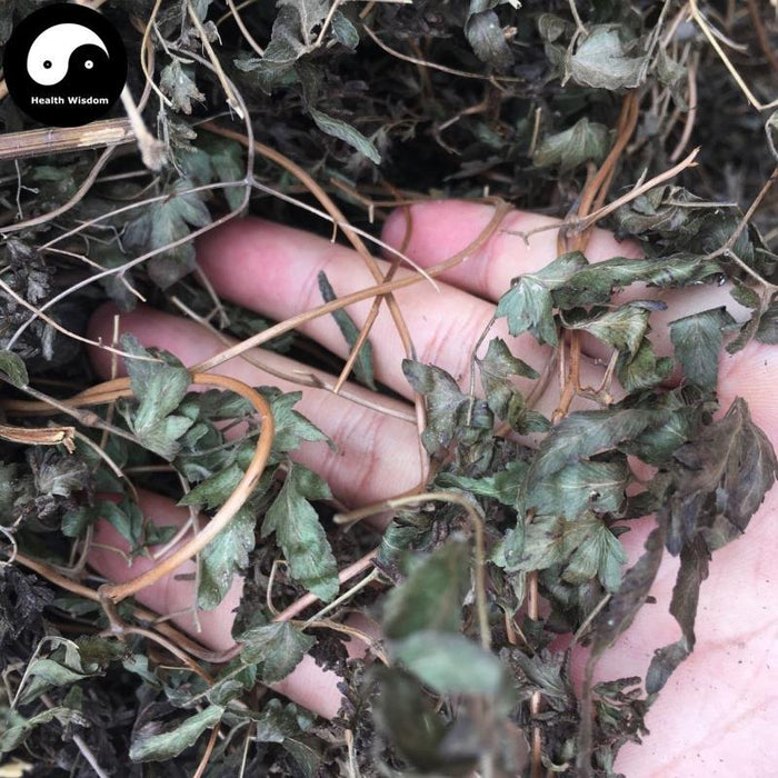 Hai Jin Sha Cao 海金砂草, Herba Lygodii, Japanese Climbing Fern Herb, Hai Jin Sha Teng