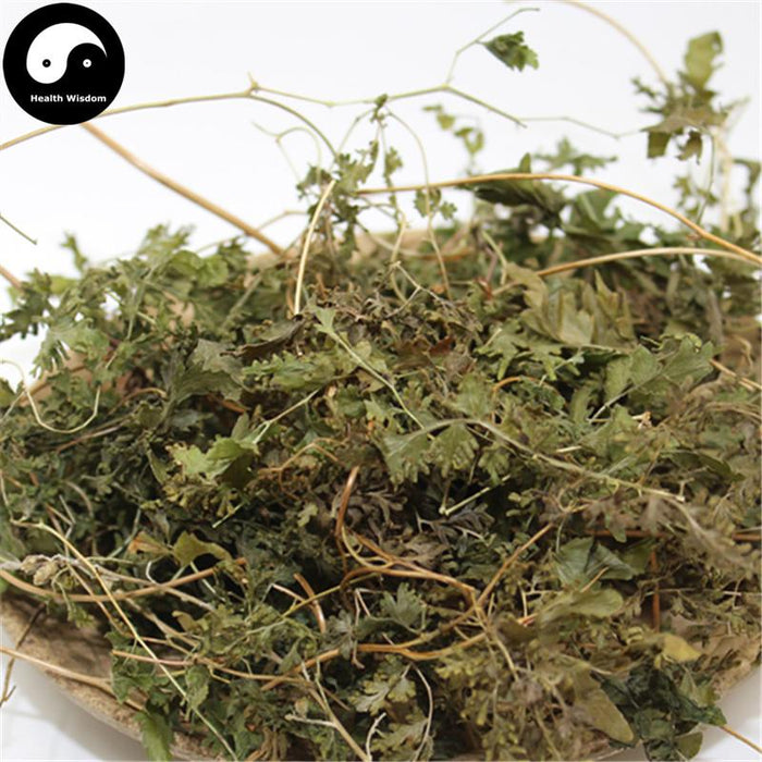 Hai Jin Sha Cao 海金沙草, Herba Lygodii, Japanese Climbing Fern Herb, Lygodium-Health Wisdom™