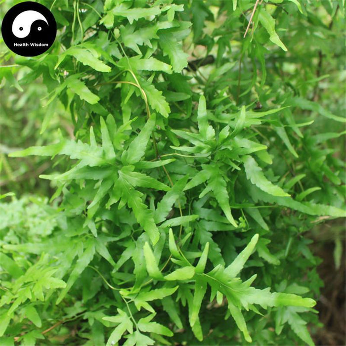 Hai Jin Sha Cao 海金沙草, Herba Lygodii, Japanese Climbing Fern Herb, Lygodium