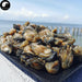 Hao Gan 蚝干, Dried Oysters Meat, Oyster Mu Li 牡蛎 For Seafood Soup-Health Wisdom™