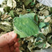 He Ye 荷葉, Dried Lotus Leaf, Folium Nelumbinis Leaves-Health Wisdom™