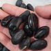 Hei Dao Dou Zi 黑刀豆子, Sword Jackbean Seed, Black Semen Canavaliae-Health Wisdom™