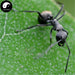 Hei Ma Yi Fen 黑蚂蚁粉, Polyrachis Ants Powder, Northeast Black Ant, Animal Tonic-Health Wisdom™