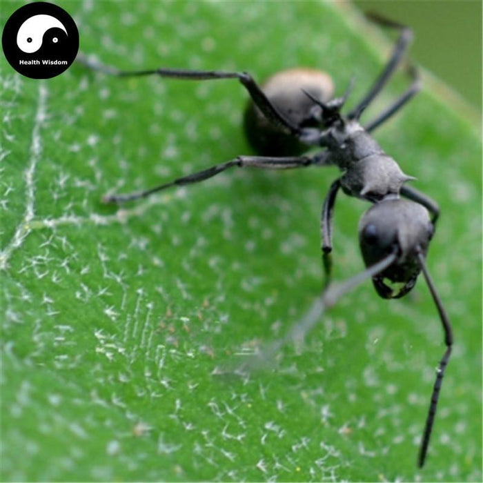 Hei Ma Yi 黑蚂蚁, Polyrachis Ants, Northeast Black Ant, Animal Tonic