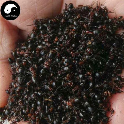Hei Ma Yi 黑蚂蚁, Polyrachis Ants, Northeast Black Ant, Animal Tonic-Health Wisdom™