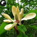 Hou Pu Hua 厚樸花, Official Magnolia Flower, Flos Houpoea Officinalis, Tiao Geng Hua-Health Wisdom™