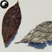Hu Tui Zi Ye 胡頹子葉, Thorny Elaeagnus Leaf, Folium Elaeagni