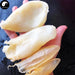Hua Jiao 花胶, Yu Jiao, Yellow Croaker Fish Maw, Air Bladder, 黃魚肚, 黃魚鰾-Health Wisdom™