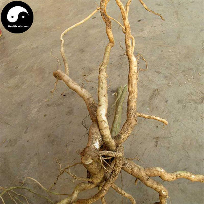 Huang Hua Dao Shui Lian 黃花倒水蓮, Radix Polygalae Fallacis, False-yellowflower Milkwort Root, Guan Yin Chuan-Health Wisdom™