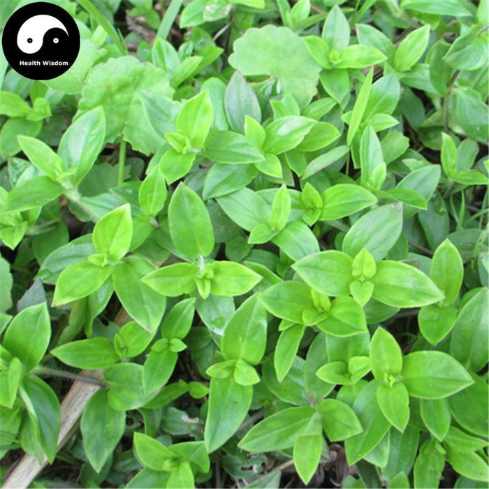 Huang Mao Er Cao 黄毛耳草, Herba Hedyotidis Chrysotrichae, Goldhair Hedyotis Herb-Health Wisdom™