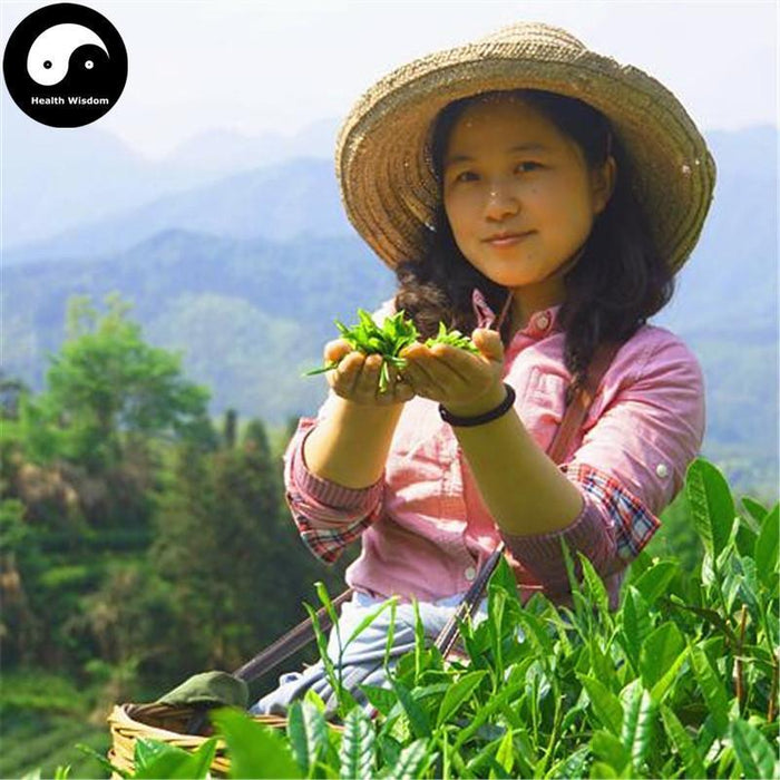 Huang Shan Mao Feng 黄山毛峰野茶 Wild Green Tea-Health Wisdom™