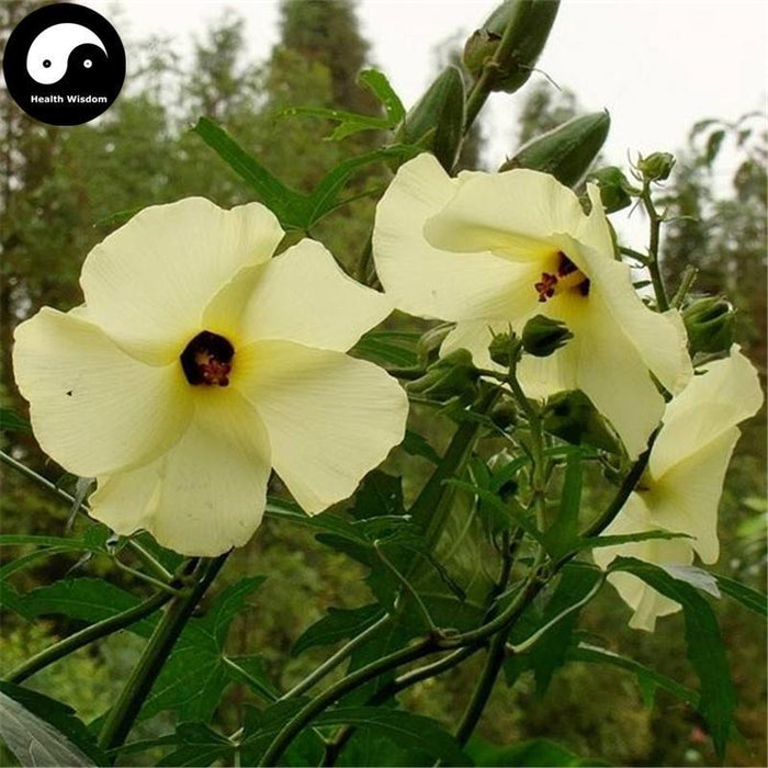 Huang Shu Kui Hua 黃蜀葵花, Abelmoschi Corolla Flower, Flos Abelmoschus Manihot-Health Wisdom™