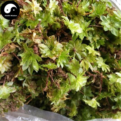 Hui Xin Cao 回心草, Herba Rhodobryum Roseum, Large Leaf Moss Herb-Health Wisdom™