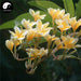 Ji Dan Hua 雞蛋花, Flos Plumeria Rubra, Mexican Frangipani Flower-Health Wisdom™