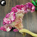 Ji Guan Hua 鸡冠花, Cockscomb Flower, Flos Celosiae Cristatae