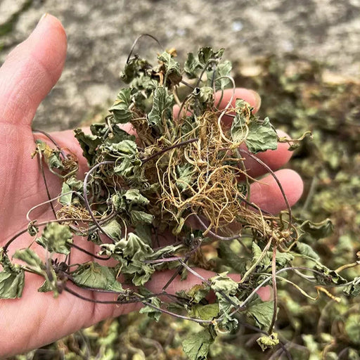 Ji Xue Cao 積雪草, Asiatic Pennywort Herb, Centella Asiatica, Herba Centellae-Health Wisdom™