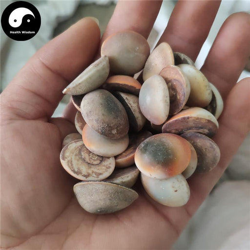 Jia Xiang 甲香, Turbo Cornutus Solander, Snail, Tai Ji Shi