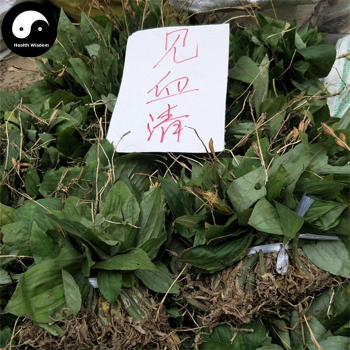 Jian Xue Qing 见血清, Herba Liparidis Nervosae, Nervate Twayblade Herb